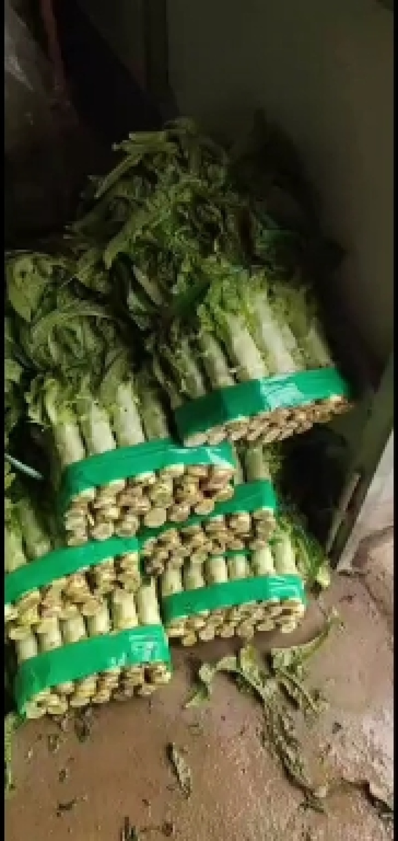 红叶香莴苣大量上市欢迎骚扰