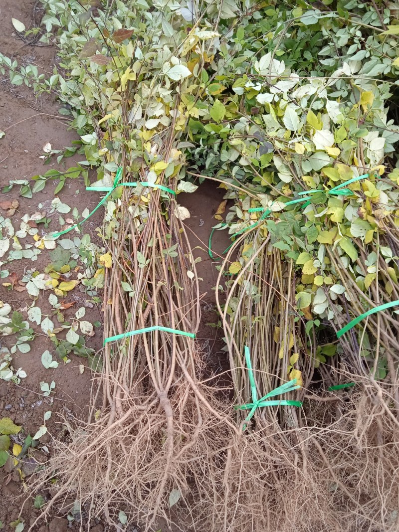 山西运城绛县药用连翘苗