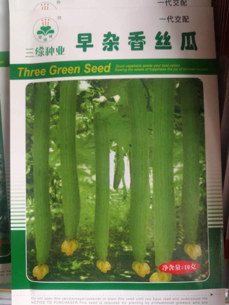 香丝瓜一代交配极早熟色泽好肉质细嫩味香甜耐老化耐高温抗病