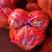 平和柚子甜柚大量上市产地直供一手货源品质保证诚信代办
