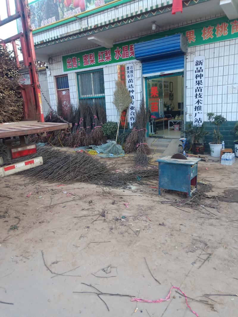 韩国蜜梨树苗：基地直供：产地：河南省漯河市
