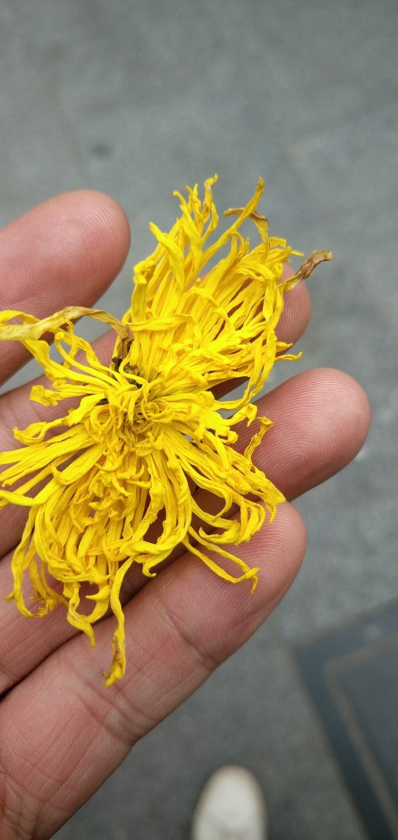 安居金丝皇菊基地直供