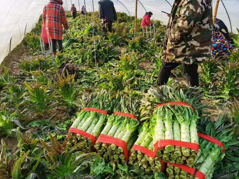 砀山县红叶莴苣大量上市，55分左右，1.5到2左右