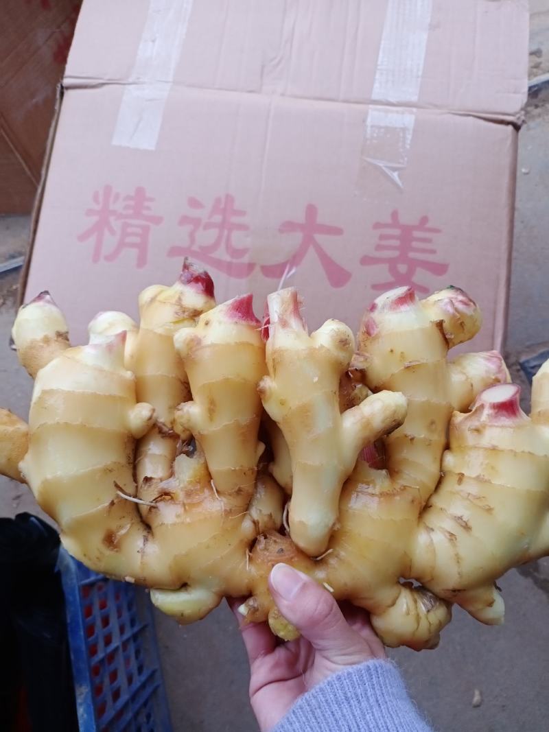 山东优质【面姜】产地直销，面向全国发货，质量有保障