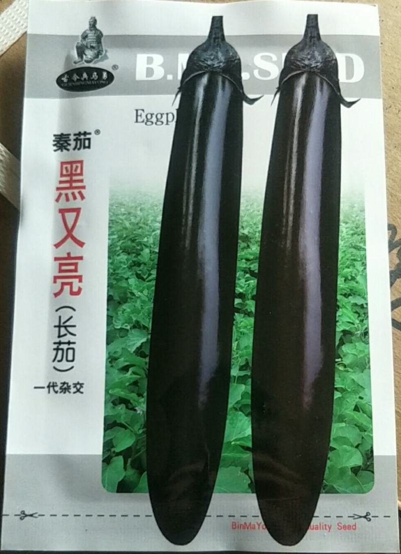 黑又亮长茄种子一代杂交