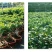 大型小叶榕树S造型盆景盆栽室内绿植台湾气根客厅植物人参榕