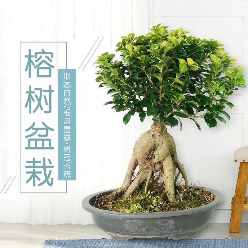 大型小叶榕树S造型盆景盆栽室内绿植台湾气根客厅植物人参榕