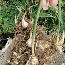 多芽不倒苗黄精切口种芽出售