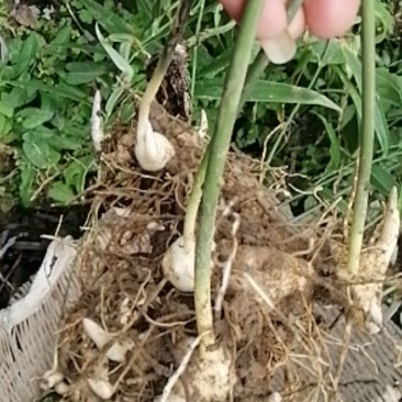 多芽不倒苗黄精切口种芽出售