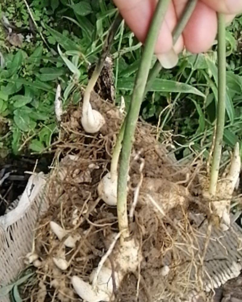 多芽不倒苗黄精切口种芽出售
