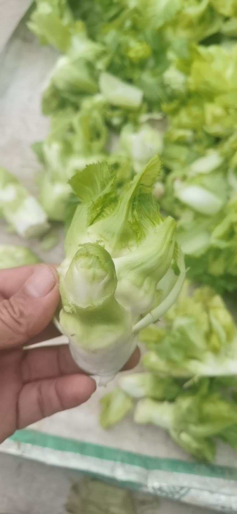 四川基地抱儿菜，净儿，个头大，不空心，质量保证