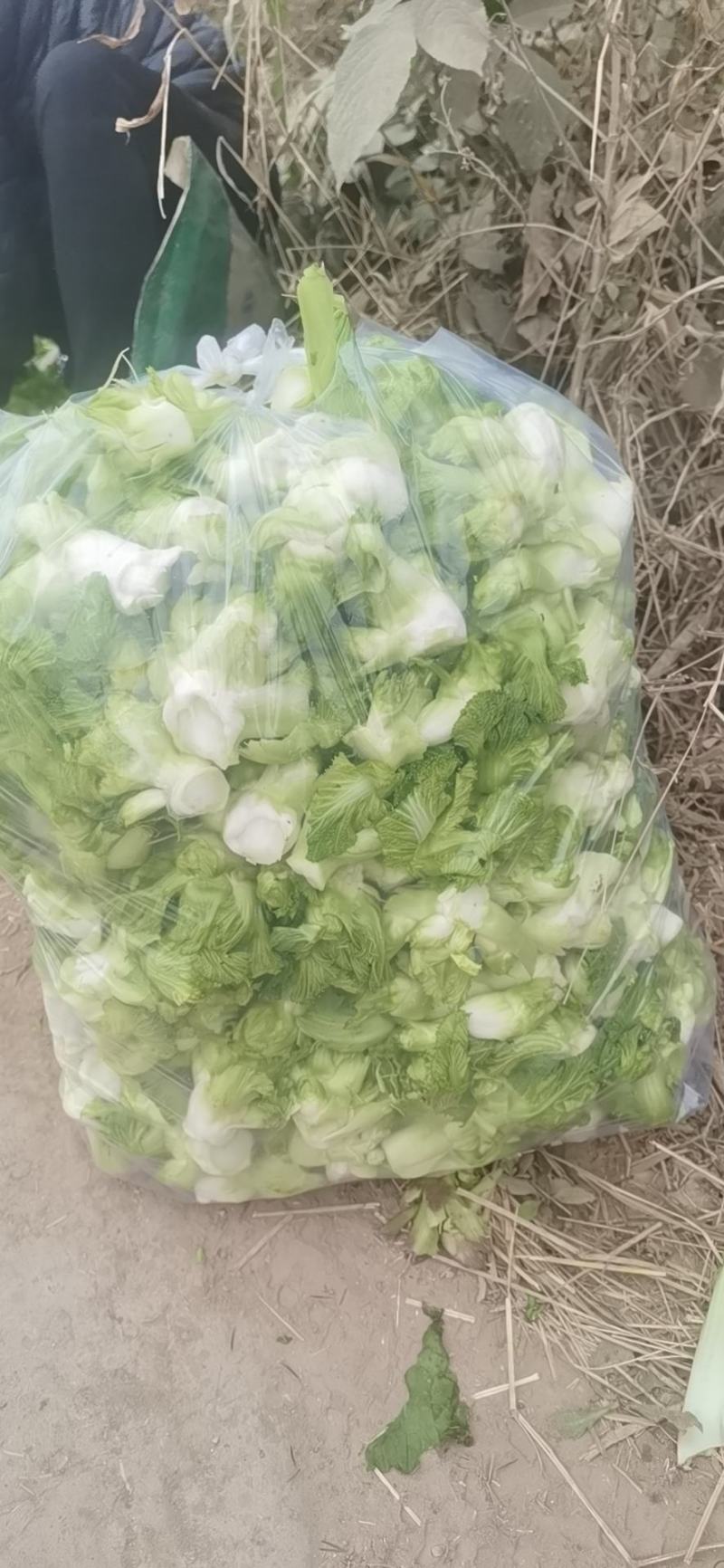 四川基地抱儿菜，净儿，个头大，不空心，质量保证