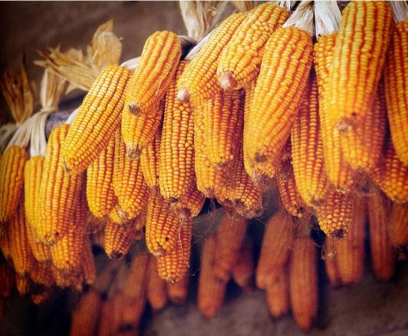 玉米糁黄玉米碎中粒2022年新货粗粮玉米糁5斤起批一件代