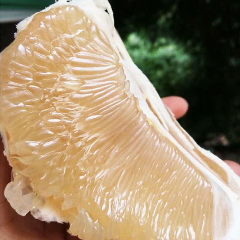 福建白心蜜柚批发白柚大果柚子高甜白肉柚子当季柚子厂家直销