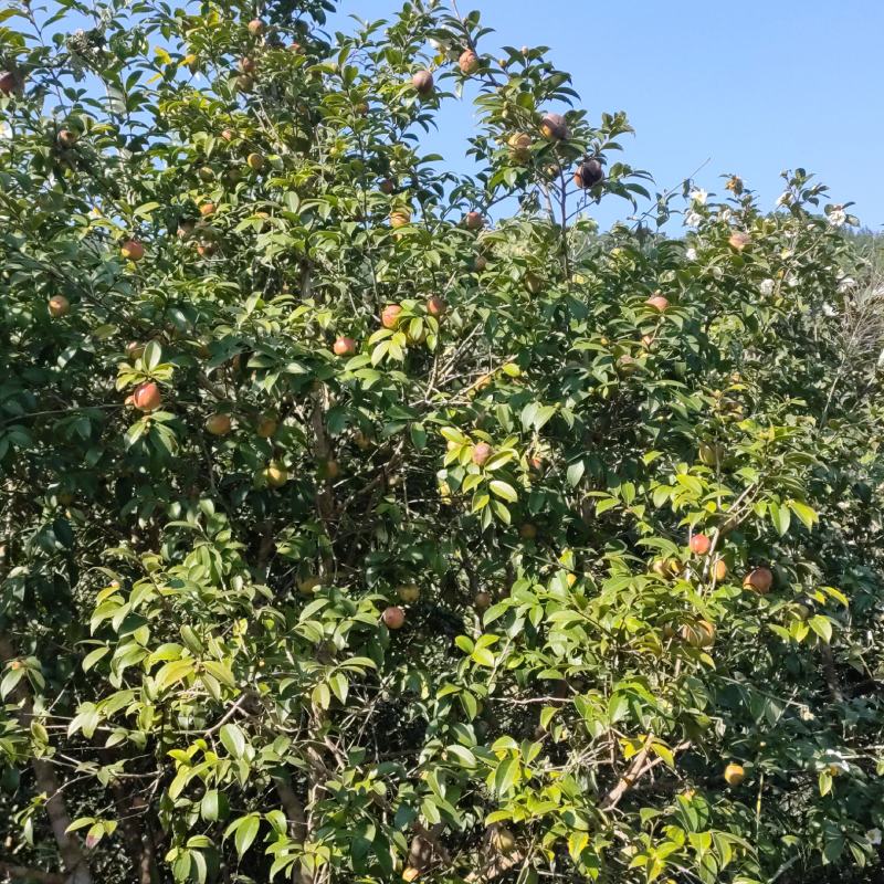 烘干籽中小籽油率25斤
