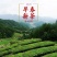 正宗高山云雾绿茶日照充足茶叶