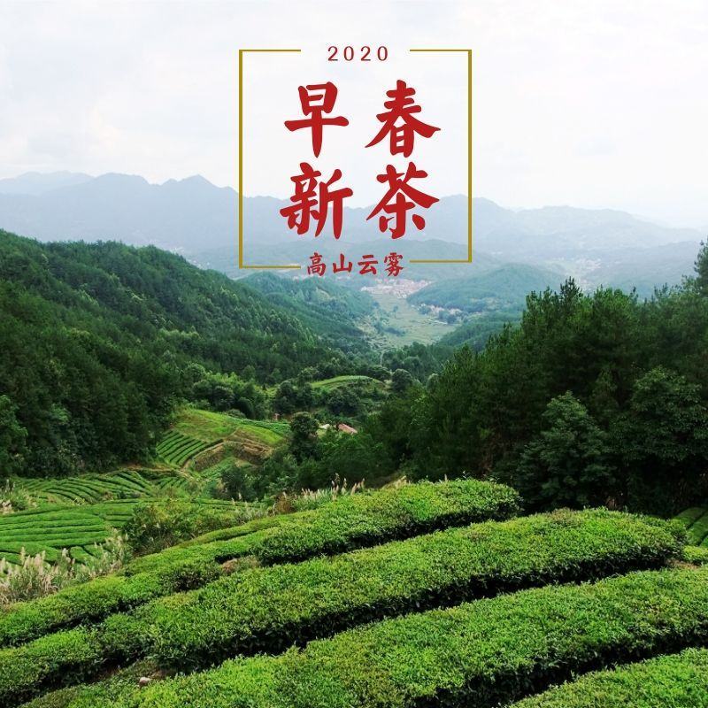 正宗高山云雾绿茶日照充足茶叶