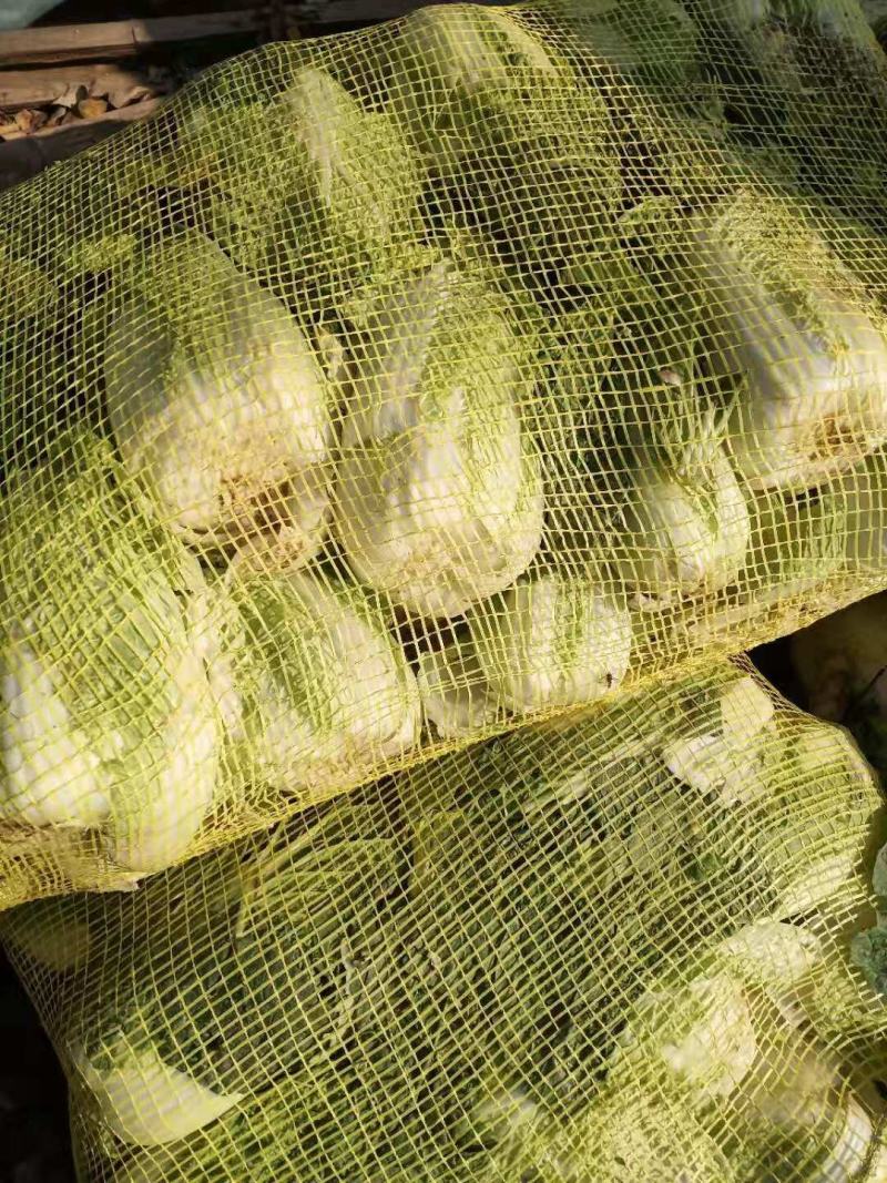 内黄县娃娃菜，诚信经营、货源充足，一手货源