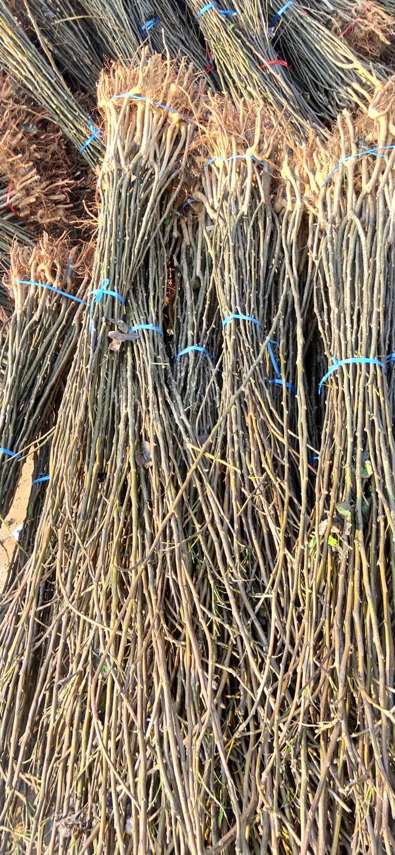 秋月梨树苗砀山梨苗安徽梨苗秋月梨苗地栽盆栽