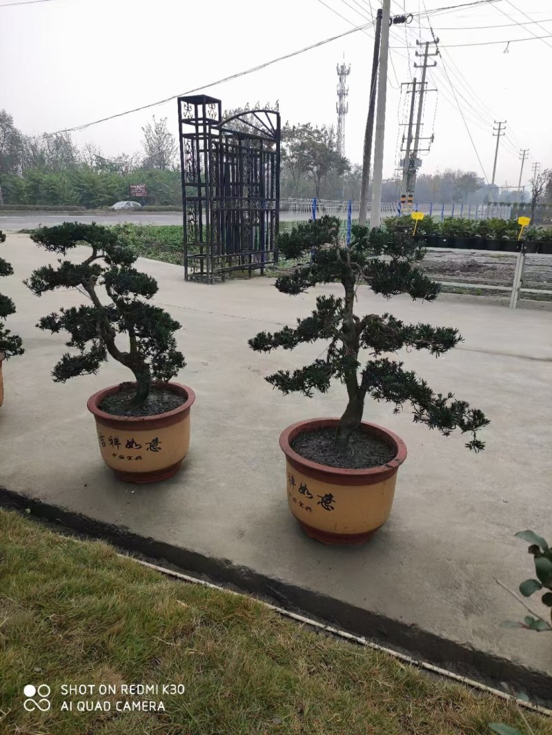 1.2米紫薇花出售中，精品紫薇花瓶基地供应中，四川红花紫