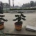1.2米紫薇花出售中，精品紫薇花瓶基地供应中，四川红花紫
