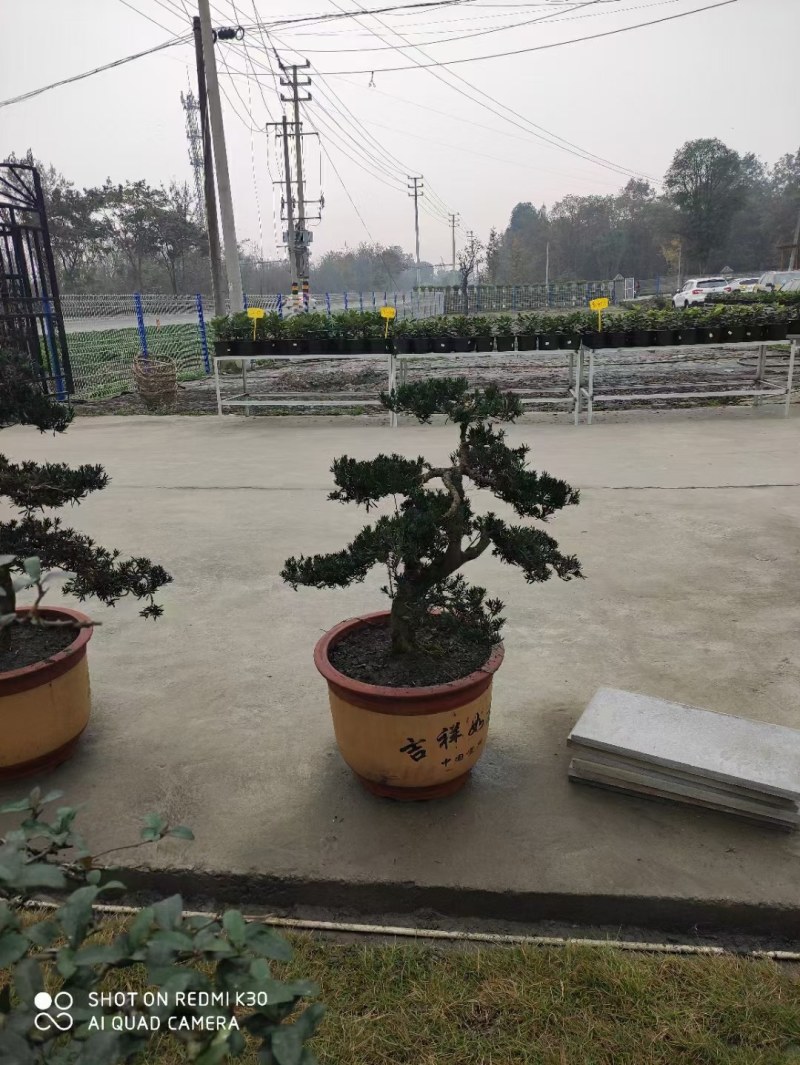1.2米紫薇花出售中，精品紫薇花瓶基地供应中，四川红花紫
