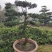 1.2米紫薇花出售中，精品紫薇花瓶基地供应中，四川红花紫