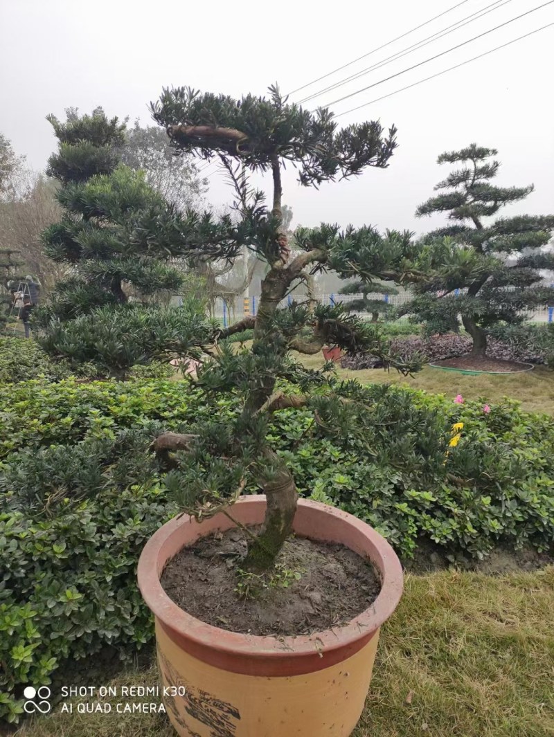 1.2米紫薇花出售中，精品紫薇花瓶基地供应中，四川红花紫