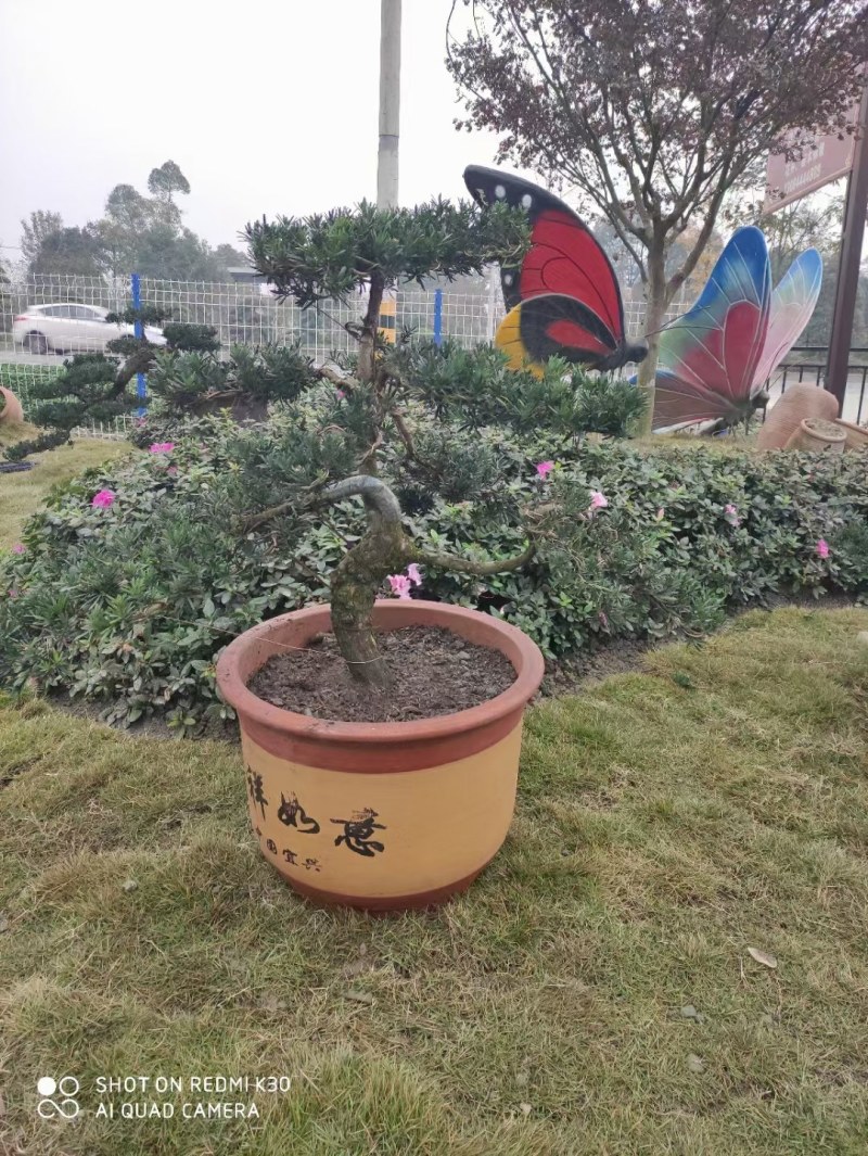 1.2米紫薇花出售中，精品紫薇花瓶基地供应中，四川红花紫