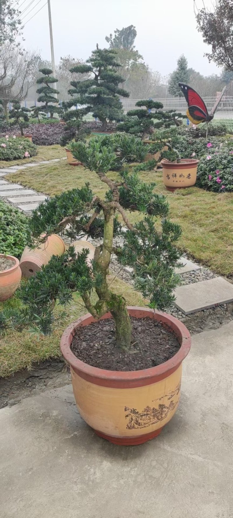 1.2米紫薇花出售中，精品紫薇花瓶基地供应中，四川红花紫