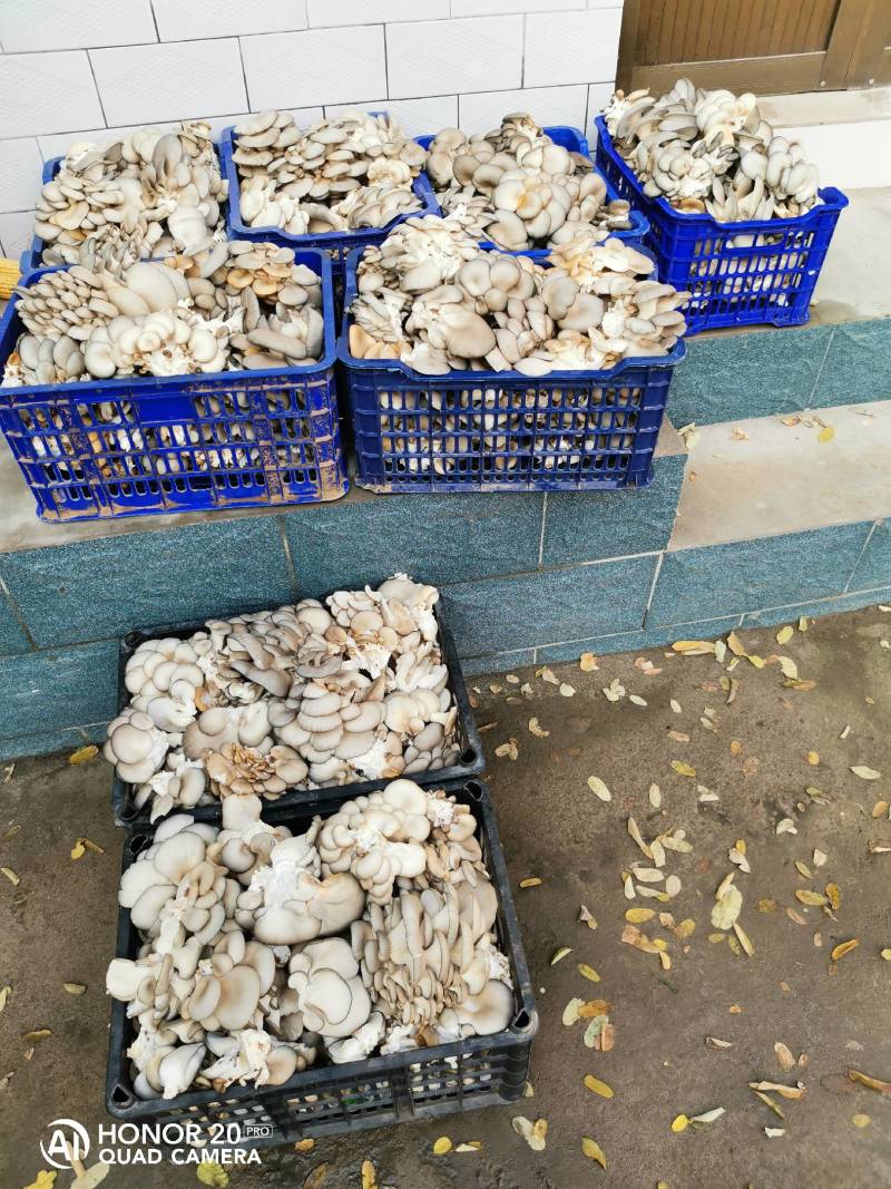 鲜品平菇，袖珍菇自种自销，为咱当地百姓提供新鲜蔬菜