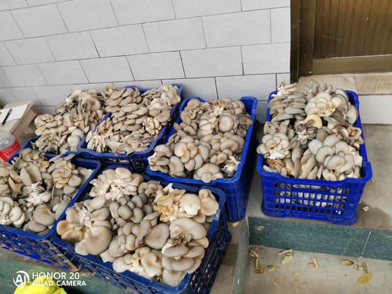 鲜品平菇，袖珍菇自种自销，为咱当地百姓提供新鲜蔬菜