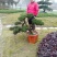 1.2米紫薇花出售中，精品紫薇花瓶基地供应中，四川红花紫