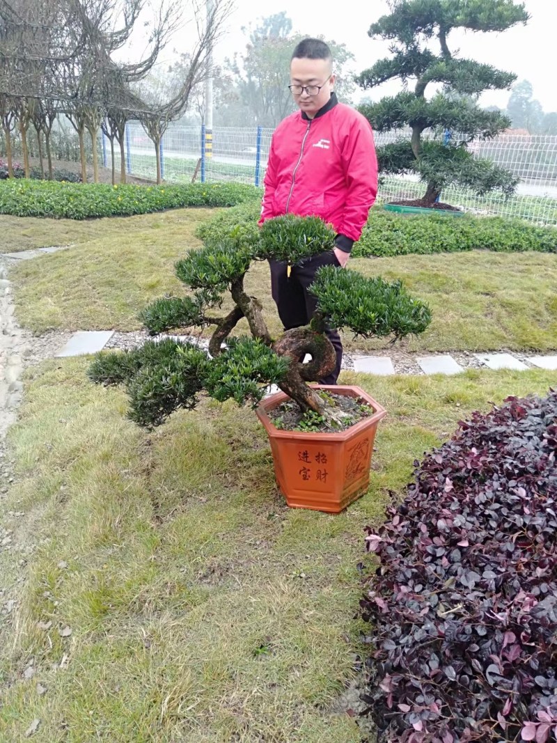 1.2米紫薇花出售中，精品紫薇花瓶基地供应中，四川红花紫
