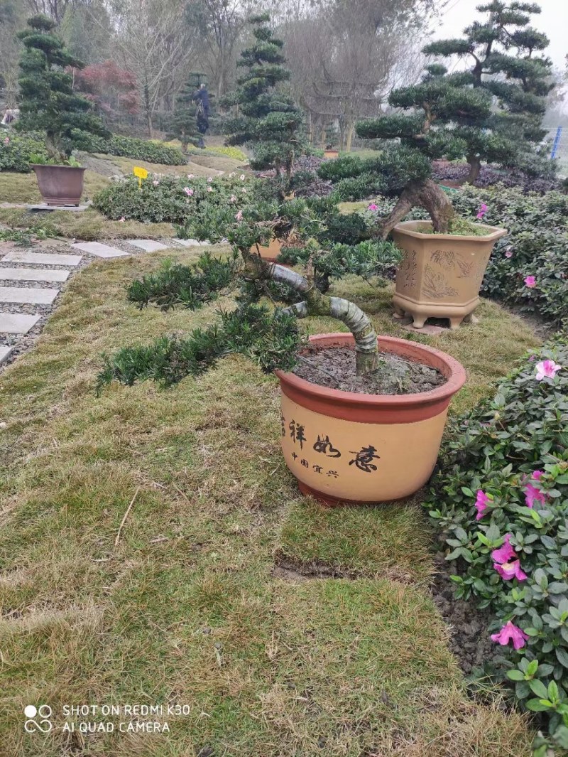 1.2米紫薇花出售中，精品紫薇花瓶基地供应中，四川红花紫