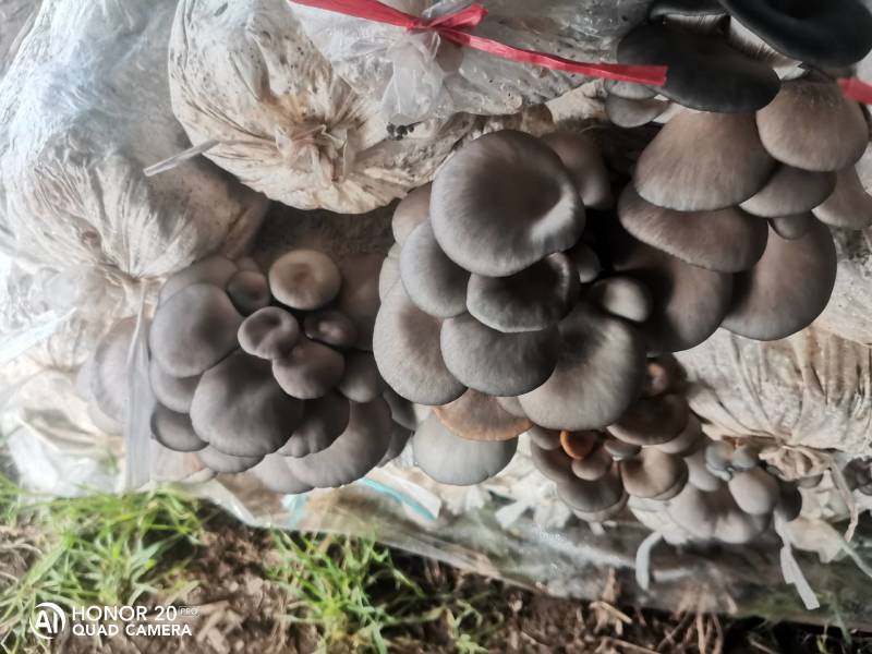 鲜品平菇，袖珍菇自种自销，为咱当地百姓提供新鲜蔬菜