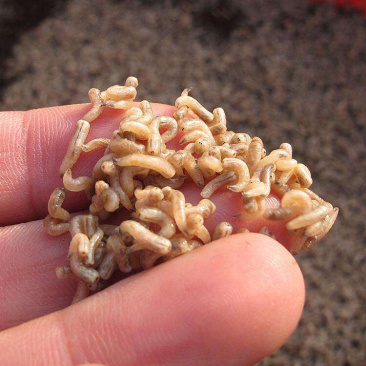 水产养殖高蛋白饲料冰鲜活体凤凰虫冷冻虫饲料