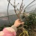 浓香型腊梅花树苗室内盆栽素心梅花苗盆景老桩素心冬季花卉