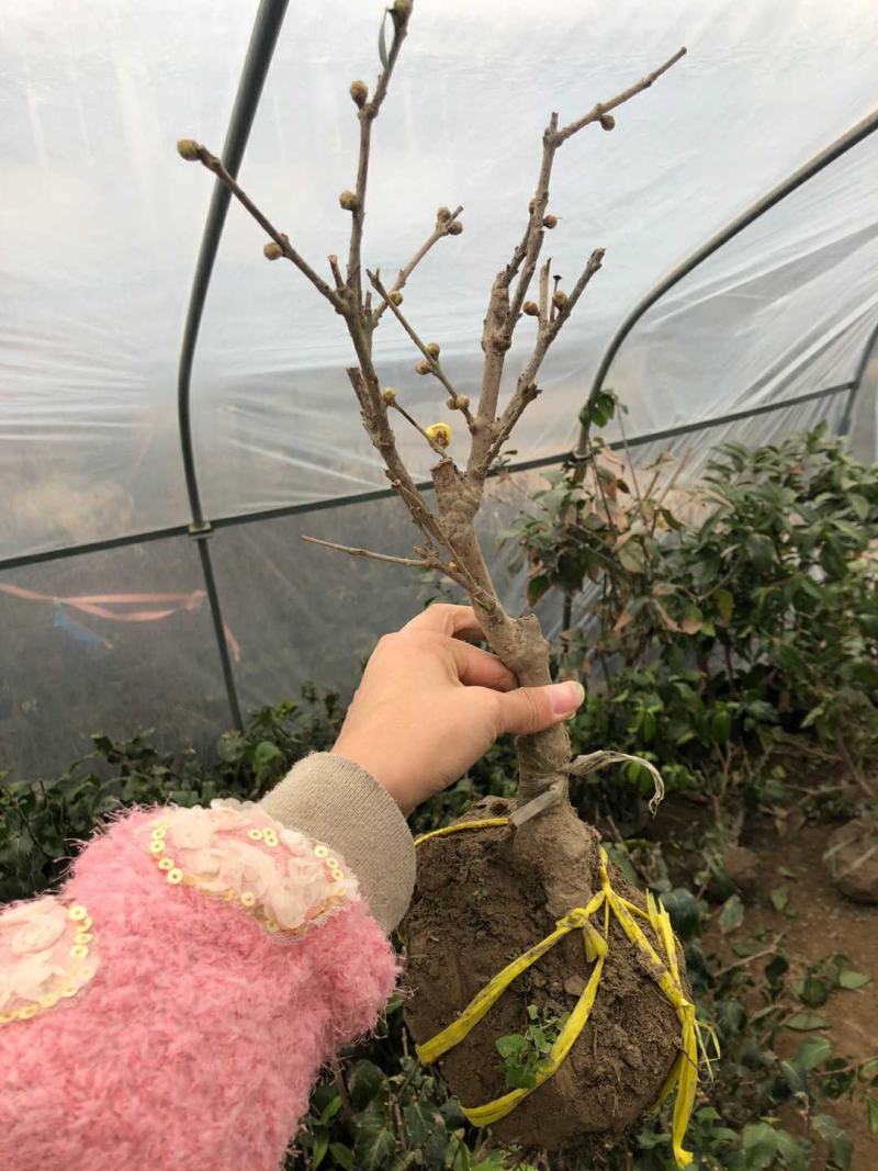 浓香型腊梅花树苗室内盆栽素心梅花苗盆景老桩素心冬季花卉