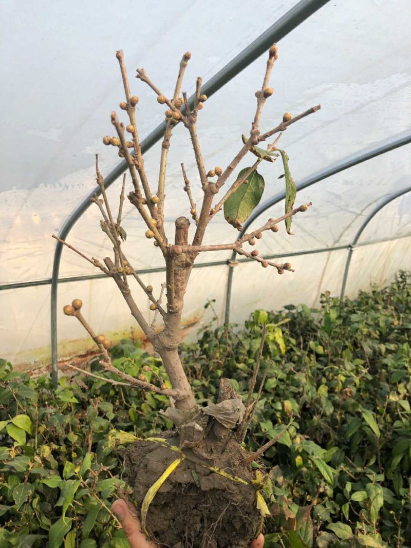 浓香型腊梅花树苗室内盆栽素心梅花苗盆景老桩素心冬季花卉