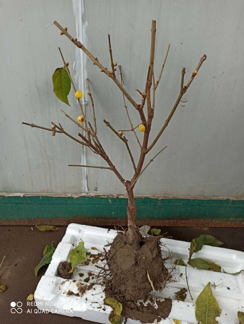 浓香型腊梅花树苗室内盆栽素心梅花苗盆景老桩素心冬季花卉