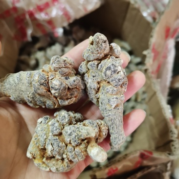 云南文山三七各个规格齐全60，80滑头七