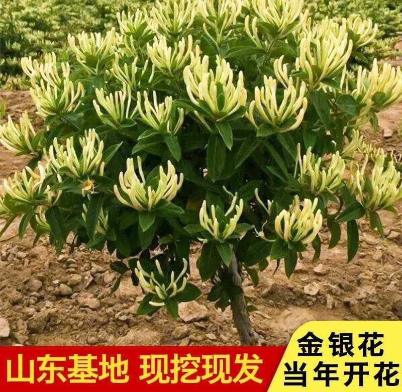 【北花】改良品种四季金银花红银花大毛花基地直发