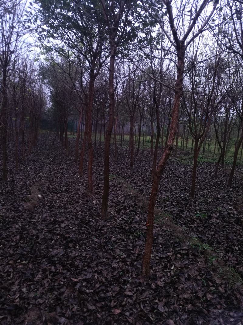 流苏树米径十二公分以上，山东省日照市莒县