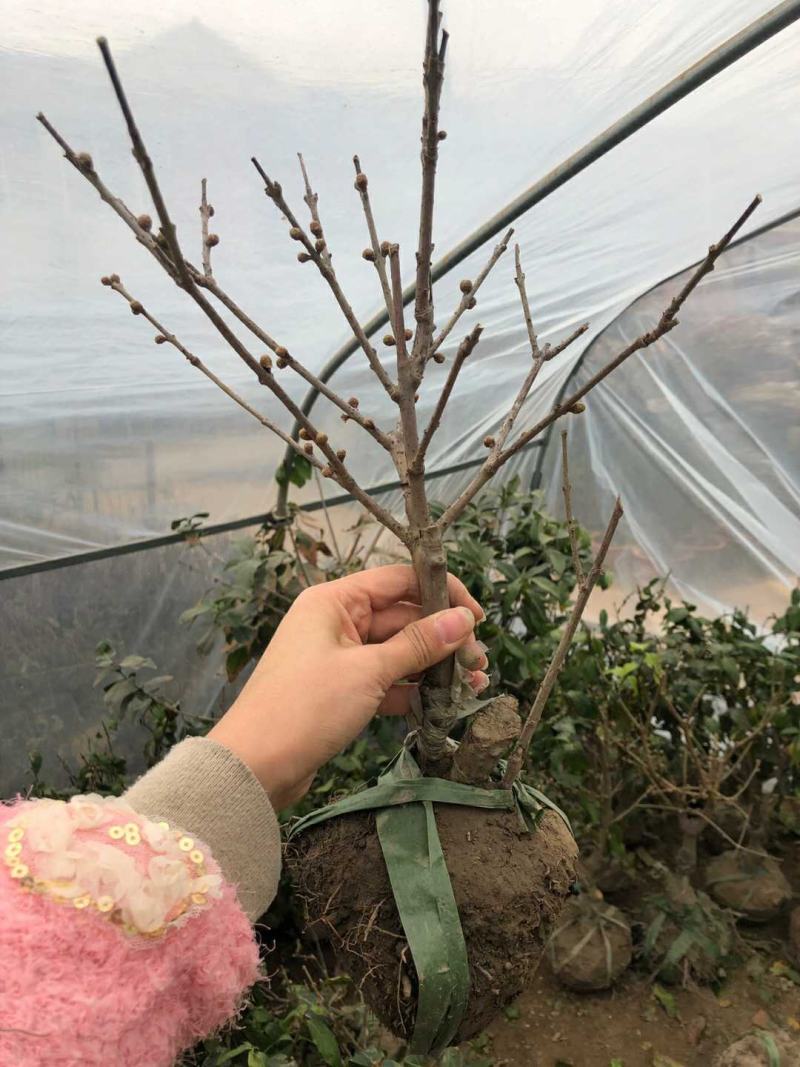 骨里红梅盆栽素心腊梅盆景鄢陵腊梅古桩浓香型