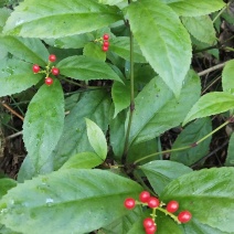 纯野生肿节风九节茶草珊瑚