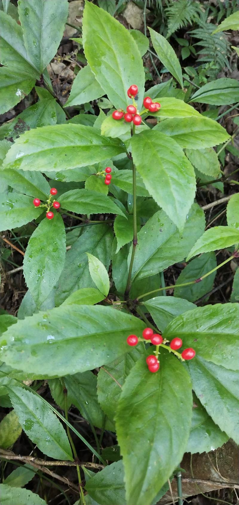 纯野生肿节风九节茶草珊瑚