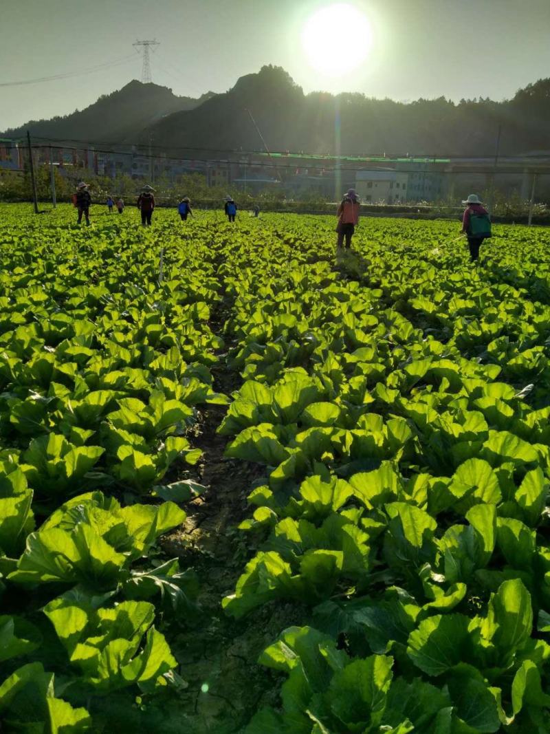 包心芥菜基地自产自销，可以实地考察