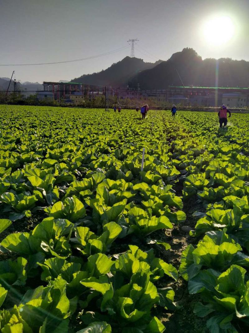 包心芥菜基地自产自销，可以实地考察