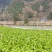 包心芥菜基地自产自销，可以实地考察
